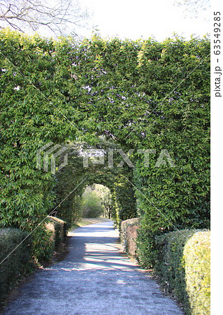 大きい生垣 63549285