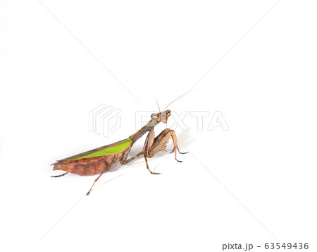 ヒメカマキリ ヒメカマキリ 63549436