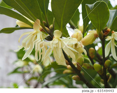 シキミ 63549443