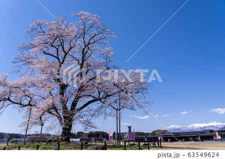 福島県　二本松市　道の駅安達の桜　万燈桜　遠くに安達太良山が見える 63549624