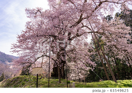 福島県　川俣町　秋山の駒ザクラ 63549625