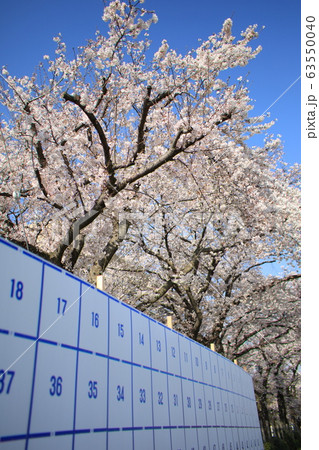 選挙と桜 選挙と桜 63550040