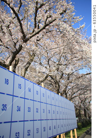 選挙と桜 選挙と桜 63550041