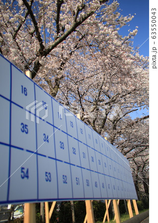 選挙と桜 選挙と桜 63550043