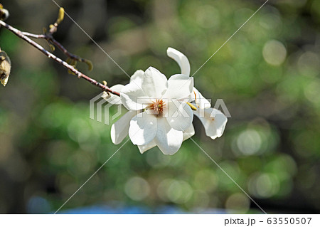 白いコブシの花 63550507