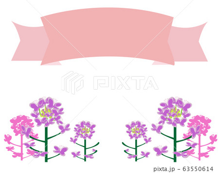 紫色で春をイメージさせた菜の花白背景のイラスト素材