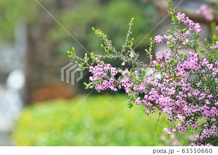 ピンクのジャノメエリカの花 63550660