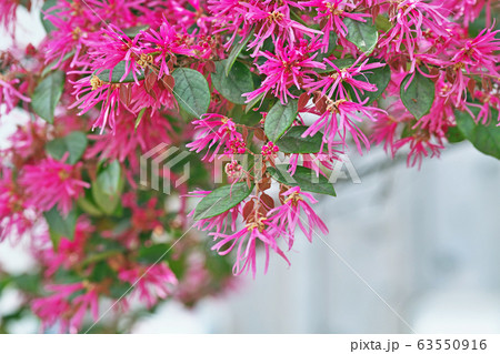 赤いトキワマンサクの花 63550916