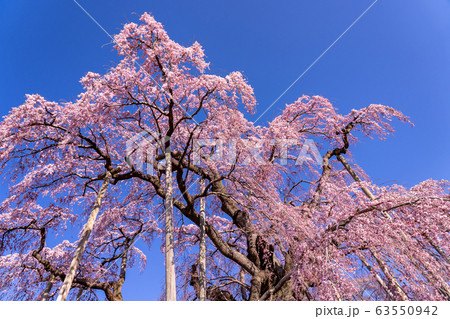 福島県 三春滝桜 福島県 三春滝桜 63550942