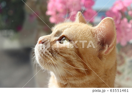 横顔が美しい猫アメリカンショートヘアーの写真素材