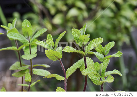 アップルミント アップルミント 63551576