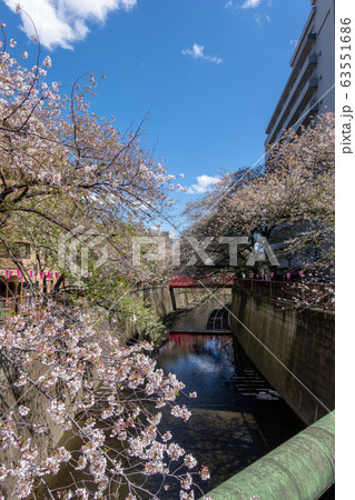 目黒川　葉桜　2019年 63551686