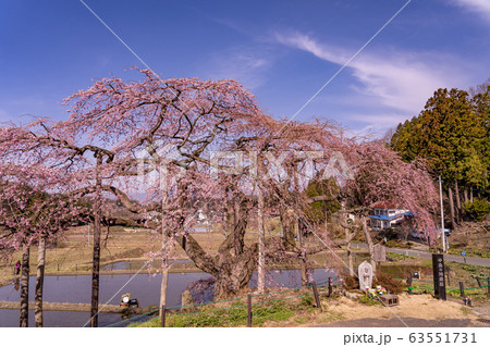 福島県 二本松市 中島の地蔵桜と田んぼ 福島県 二本松市 中島の地蔵桜と田んぼ 63551731
