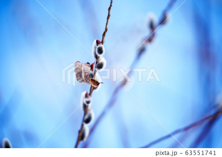 ネコヤナギ 63551741