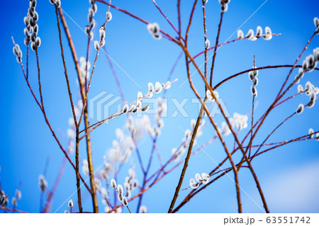 ネコヤナギ 63551742