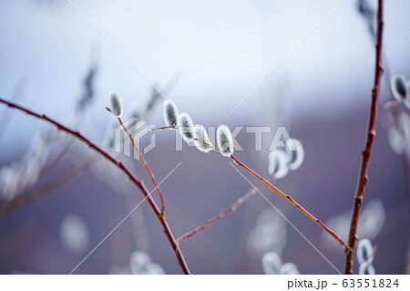 ネコヤナギ 63551824