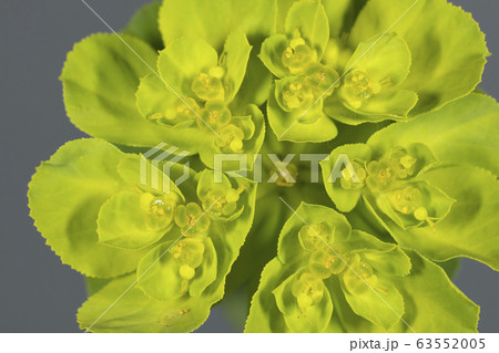 トウダイグサ トウダイグサ 63552005