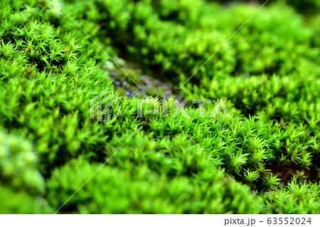 雨上がりの苔 雨上がりの苔 63552024