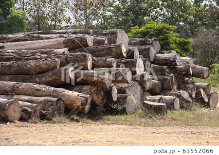 アマゾン産のマホガニー 63552066