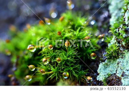 雨上がりの苔 63552130