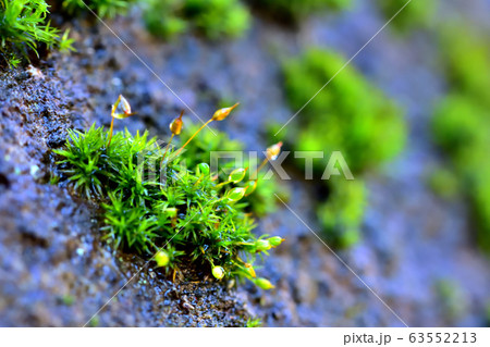雨上がりの苔 63552213