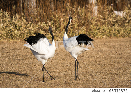 丹頂鶴 63552372