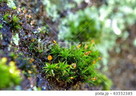 雨上がりの苔 63552385