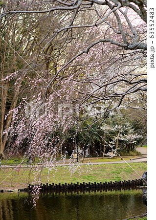 花島公園の池の周りの枝垂れ桜 63552483