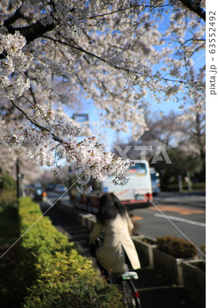 大学通りと桜 63552492