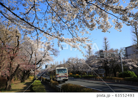 大学通りと桜 63552493