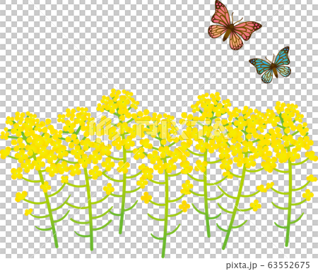 菜の花と蝶々 63552675