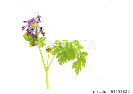 ムラサキケマン 63552829