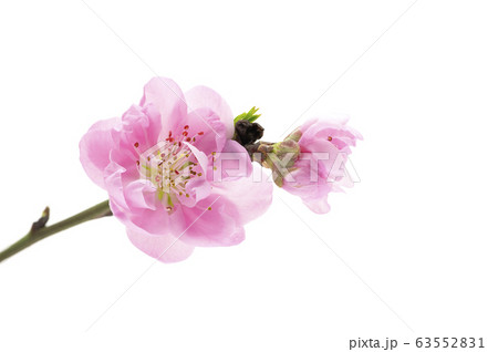 花桃 花桃 63552831