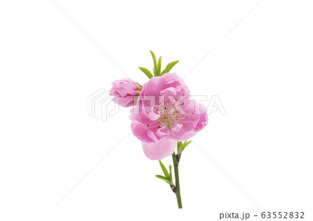 花桃 63552832