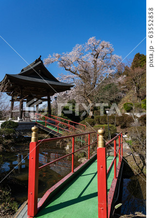 福島県 二本松 藩主の桜 龍泉寺の翔龍桜 福島県 二本松 藩主の桜 龍泉寺の翔龍桜 63552858