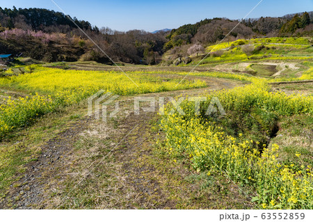 福島県　二本松城　城趾下　霞ヶ城公園　棚田の菜の花畑 63552859