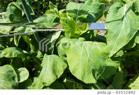 のらぼう菜(菜の花)の栽培 のらぼう菜(菜の花)の栽培 63552892