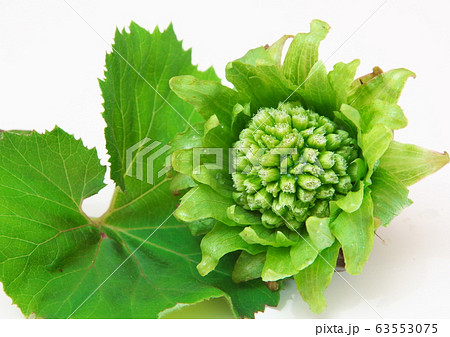 フキのとう　白バック 63553075