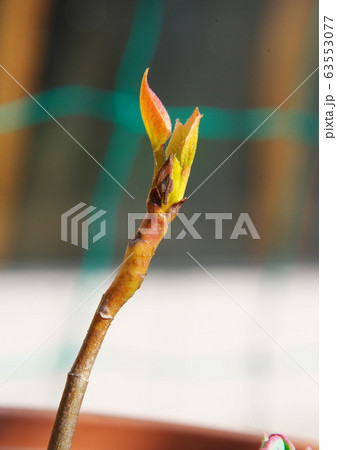 クルミの新芽 クルミの新芽 63553077