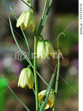 バイモユリの開花 63553079