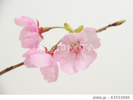 川津桜　白背景 63553080
