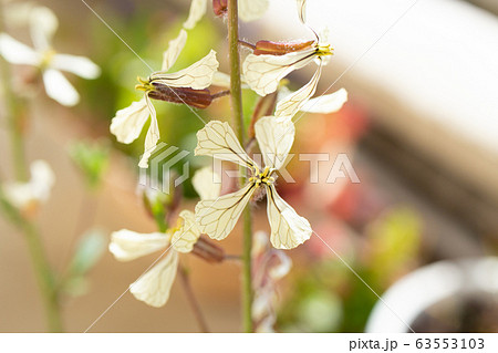 ルッコラの花（食用、サラダなどに使えます） 63553103