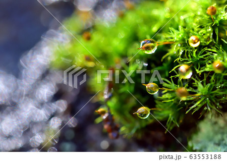 雨上がりの苔 63553188