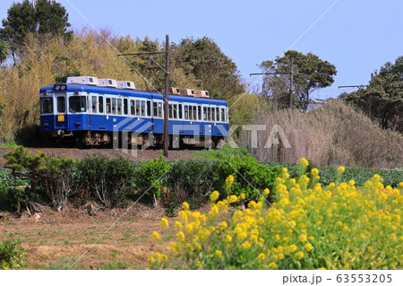 菜の花と銚子電鉄 63553205