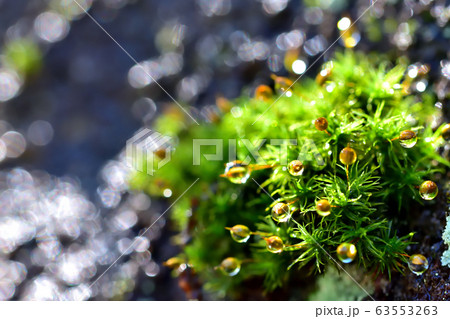 雨上がりの苔 雨上がりの苔 63553263