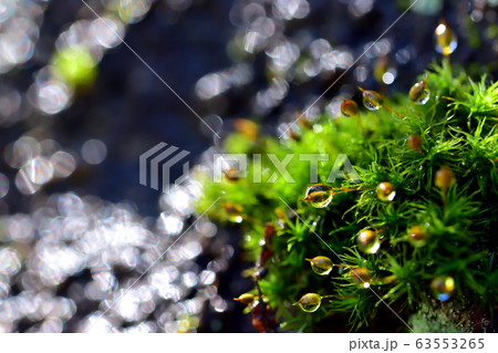 雨上がりの苔 63553265