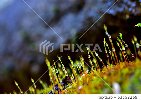 雨上がりの苔 63553269
