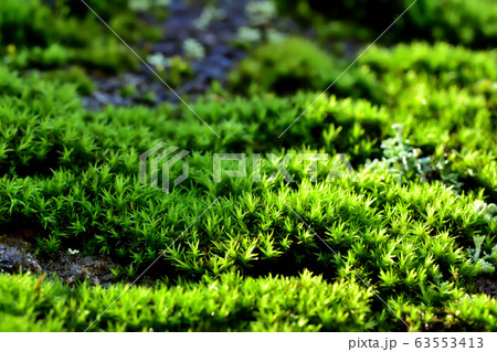 雨上がりの苔 雨上がりの苔 63553413