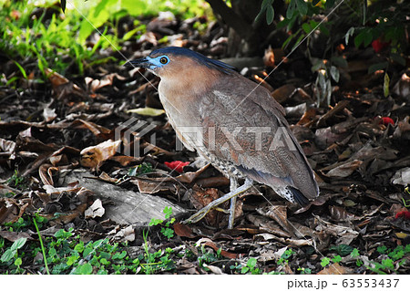 鳥綱 エコロジー エコ 63553437