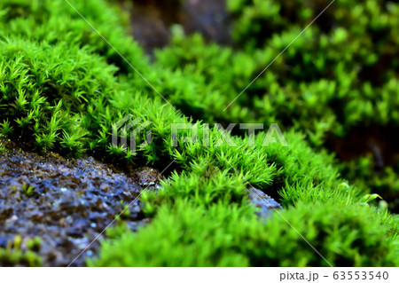 雨上がりの苔 63553540